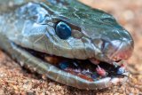 Snake season is here: What precautions should you take?
