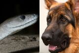 Snake season: How to keep pets safe AND snakes alive