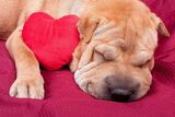 Puppy love: How to sponsor homeless pets for Valentine’s Day