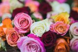 Explore Cape Town’s fabulous flower farms