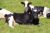 Nigeria imports Danish cows in bid to slash $1.5bn milk import bill