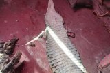 Trio nabbed for poaching game in Limpopo