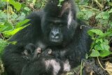 Rare mountain gorilla gives birth to twins in Congo national park