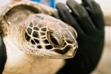 Green turtle season: How to help stranded turtles