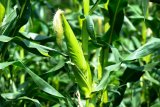 How Zimbabwe’s maize import ban affects SA market