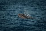 Whale watching season in SA: Top spots to witness these ocean giants up close