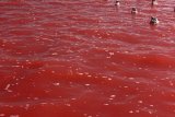 What caused a popular Johannesburg lake to turn red?