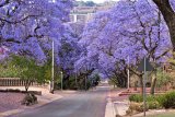 South Africa turns purple: The magic of Jacaranda season