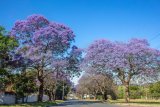 Johannesburg suburb named one of the COOLEST in the world