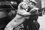 Just Nuisance: The extraordinary life of a navy dog
