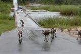 Warning for visitors to Kruger National Park after heavy rains