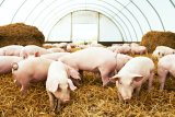 PIGLETS for sale