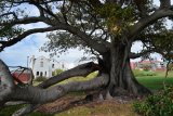 South End’s iconic fig tree under threat