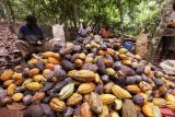 Fears grow of fourth cocoa supply deficit, says StoneX