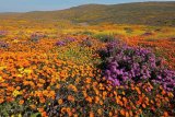Four places to experience the wild side of SA’s West Coast