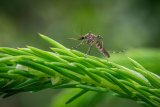 Natural ways to deter mosquitoes this summer