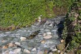 Infections picked up by surfers and swimmers could be linked to sewage spills, says doctor
