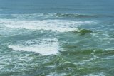 Authorities worried humpback whale may be tangled in rope