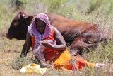 Tears flow after stock thieves butcher community’s cattle