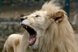 WATCH | Newcastle residents play cautious game of 'spot the lion'