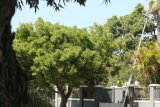 Shady fix: Nelson Mandela Bay metro technicians anchor power pole to tree