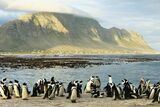 Camera traps bolster penguin conservation efforts in Simon’s Town