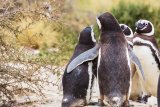 Get your waddle on to save the African penguin
