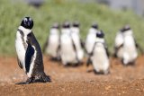 Saving the critically endangered African Penguin
