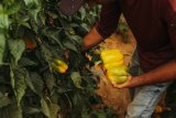 How to start an edible garden, even without green fingers