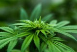 Using cannabis for sleep? It could be a trap, experts warn