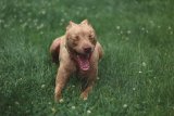 Bloemfontein woman convicted after pitbull kills young boy