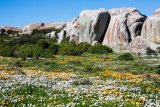 6 places to see wildflowers in the Western Cape this spring