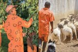 Not enough prisoners have access to work and training opportunities