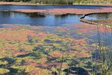 The red invasive plant species taking over Johannesburg’s waterways