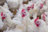 SA meat processors body urges swift action to lift Brazil poultry ban as job losses mount