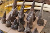 Hawks probe alleged theft of 98 rhino horns in North West
