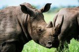 Rangers shoot suspected poacher in Kruger National Park