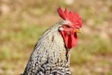 Brazil poultry ban starts to impact local supply