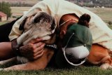 Lewis Hamilton’s dog Roscoe dies