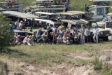 Guide shaken as tourists BLOCK wildebeest crossing during Great Migration [video]