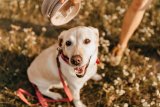 SAID celebrates 67th birthday with Fur-tober Fest