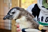 Lifeline for penguins opens in Cape Town