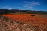 SANParks provides ‘flower report’ for upcoming wildflower season