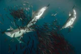 Ocean carnage: Why the sardine run is heaven for hungry predators