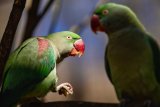 In photos: Rare birds at the Joburg Zoo