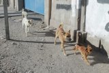 How Cape Town is using drone tech to reduce stray animal numbers