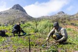 Silver lining in the Table Mountain fire