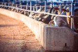 Foot and mouth outbreak: Steenhuisen warns public against buying cows