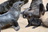 Seal dive safaris scrapped due to rabies scare off Cape Town coast