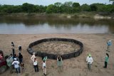 WATCH | Last-ditch race to save the Orinoco crocodile